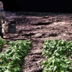 ¿Sembrar plantas en la Luna para 2025? El proyecto que sentará las bases para las colonias espaciales