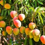 La terrible muerte de un abuelo de 72 años que se subió a una mata de mango en Guárico