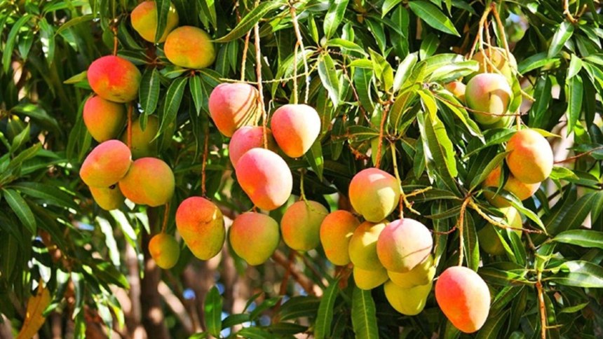 La terrible muerte de un abuelo de 72 años que se subió a una mata de mango en Guárico