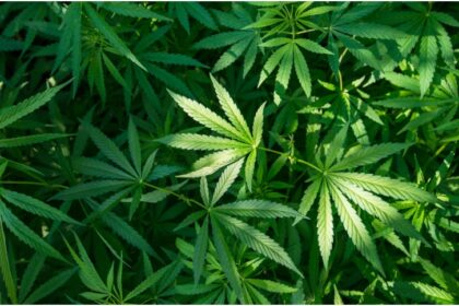 En los Estados Unidos planean reclasificar la peligrosidad de la marihuana, en lo que sería decisión histórica que restricciones país.