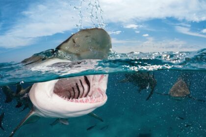 Una playa de California (EEUU) fue cerrado por las autoridades, tras el ataque a un surfista de parte de un tiburón al menos tres metros.