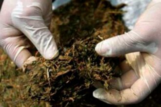 Señora de 63 años intentó traficar marihuana en bolsas de café, la descubrió un perro antidrogas