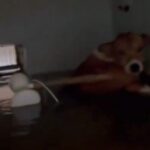 perro