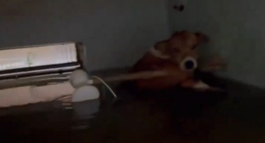 perro