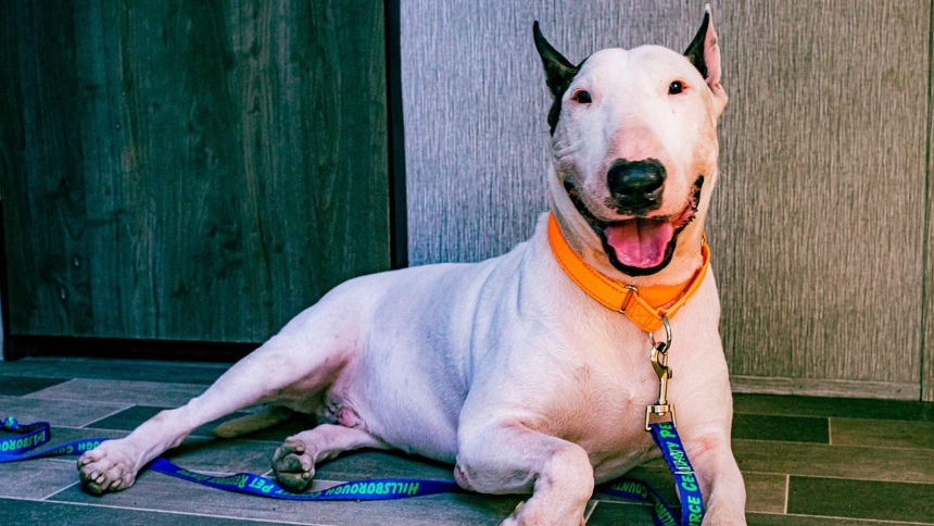 Un perrito, ahora conocido como Trooper, fue rescatado de la furia del huracán Milton por la Patrulla de Carreteras de Florida (FHP) tras ser encontrado atado y abandonado en la interestatal I-75 cerca de Tampa.