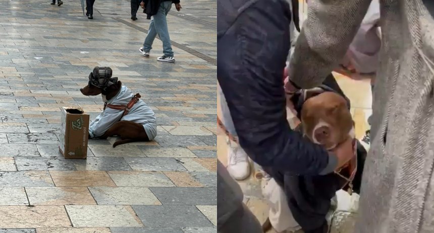 perro