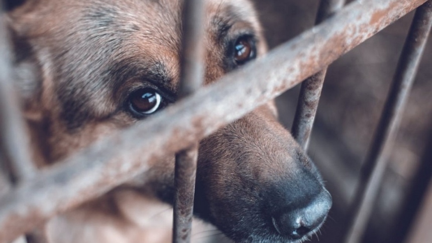 En un impactante caso de abuso animal en Minnesota (EEUU), solo 70 de 250 animales fueron rescatados de condiciones deplorables en un supuesto refugio.