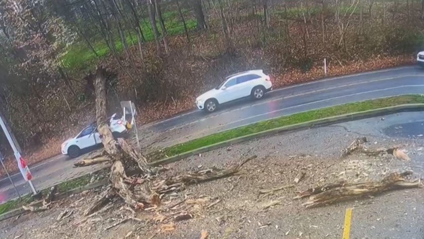 Un impactante incidente ocurrió en Kennett Square, un suburbio de Filadelfia, Pensilvania (EEUU), cuando un árbol seco cayó sobre un vehículo en movimiento.  