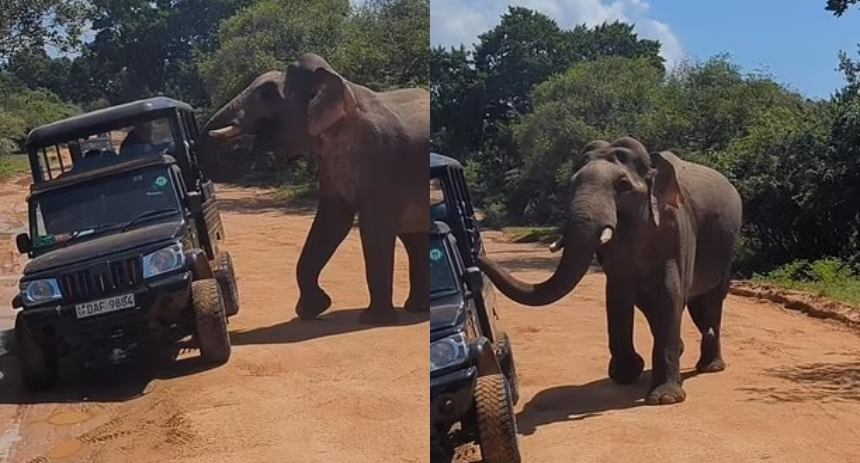 elefante