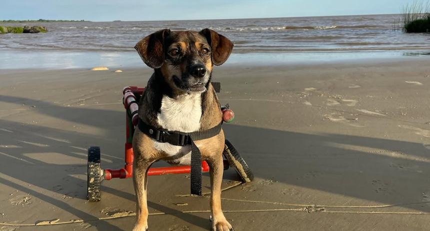 perrita