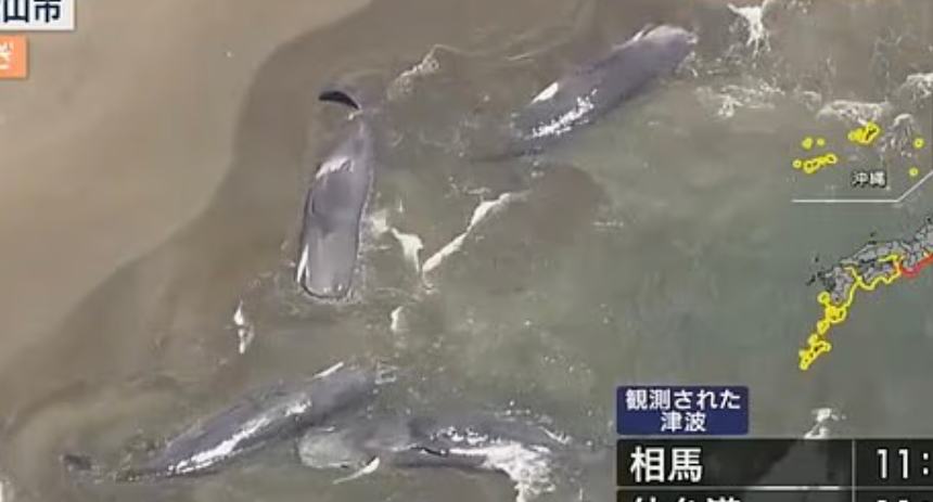 Ballenas