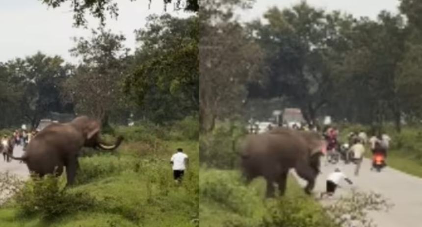 elefante