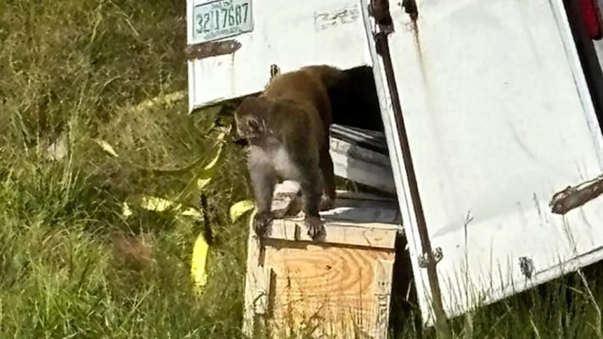 Un alarmante incidente se registró en la autopista interestatal I-59, al norte de Heidelberg, en Mississippi (EEUU), cuando un camión que transportaba monos rhesus volcó, provocando la fuga de varios de estos animales.  