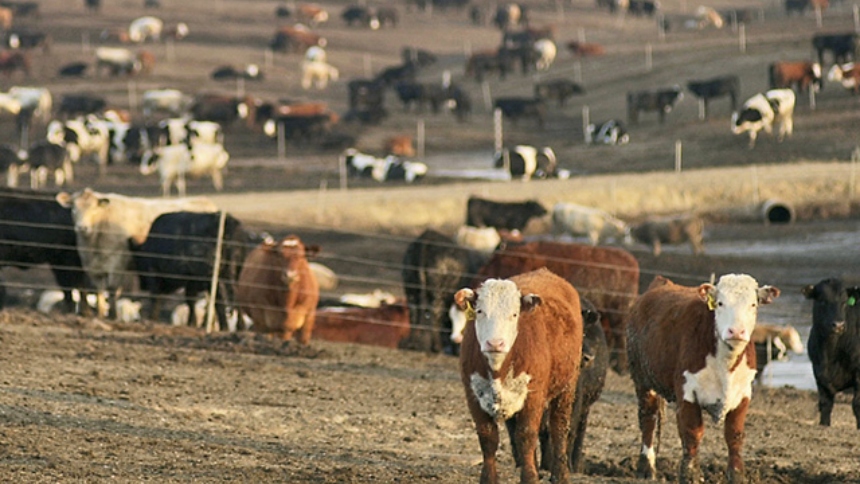 La reciente decisión del presidente de los Estados Unidos, Donald Trump, de cuadruplicar las importaciones de carne bovina desde Argentina desató una ola de indignación entre los ganaderos estadounidenses.