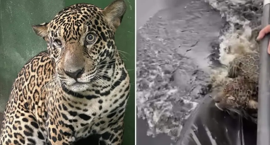 jaguar