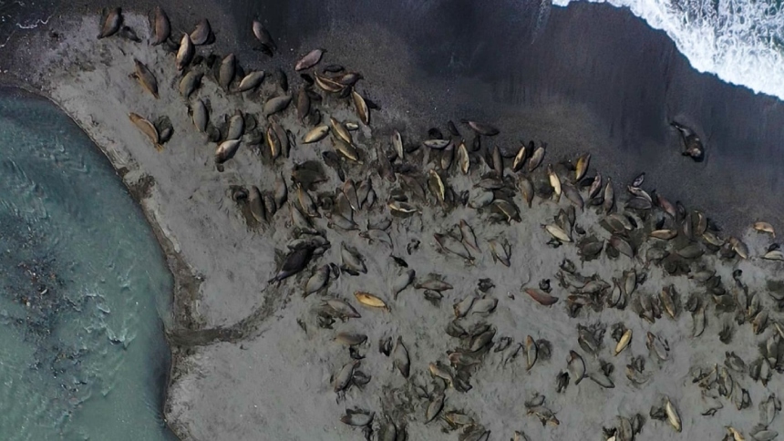 La Antártida, considerada durante décadas un santuario natural casi impenetrable, enfrenta ahora una crisis ecológica devastadora, luego de que se revelara que el virus H5N1, una variante altamente patógena de la gripe aviar, ha llegado a las costas subantárticas y provocó una auténtica masacre entre las focas marinas del sur.