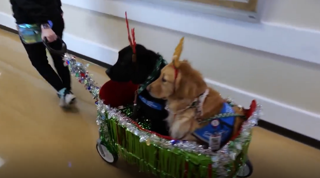 Dos trabajadores muy especiales —de cuatro patas, peludos y entrenados para brindar apoyo emocional— sorprendieron esta semana navideña a pacientes del TIRR Memorial Hermann de Houston al repartir adornos y calcomanías festivas entre niños y adultos que enfrentan enfermedades y lesiones complejas.  