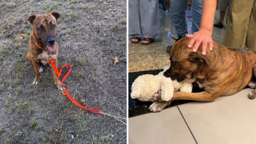 Familia adoptó a perrito callejero que se hizo viral por intentar "robarse" un peluche de una tienda