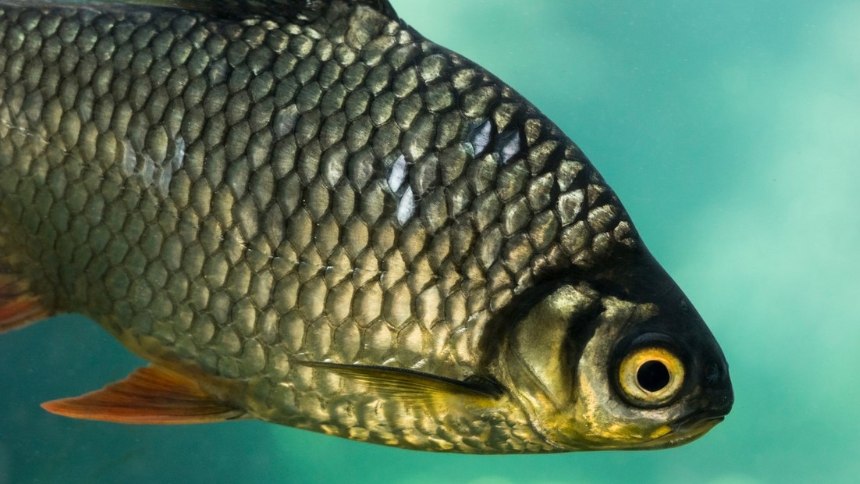 Científicos chinos crearon genéticamente un pez sin espinas para el consumo humano