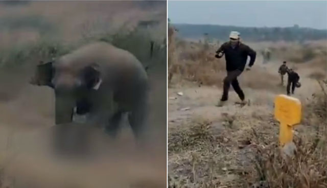 Se acercó a la manada a tomarse una selfie con un elefante y todo terminó en tragedia